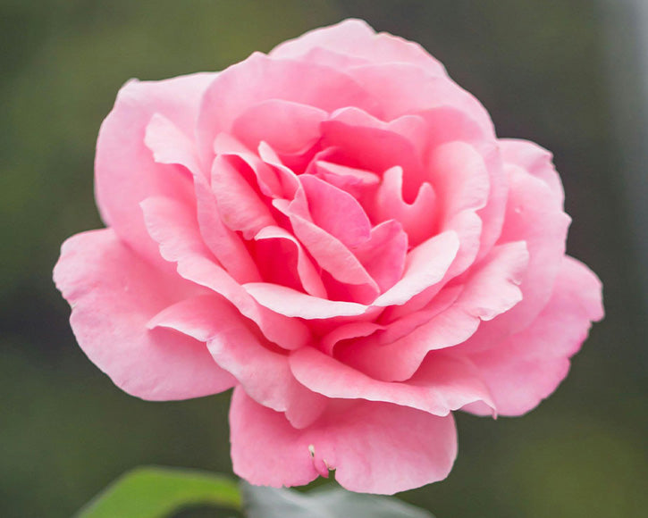Organic Bulgarian Rose (Rosa Damascena Bulgaria) Oil