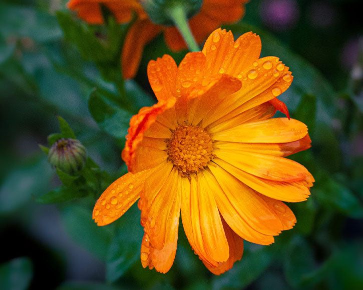 Organic Calendula (Calendula Officinalis) Essential Oil