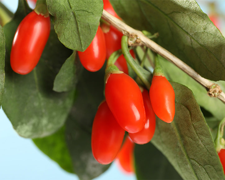 Organic Goji Berry Seed Oil (Lycium Barbarum)