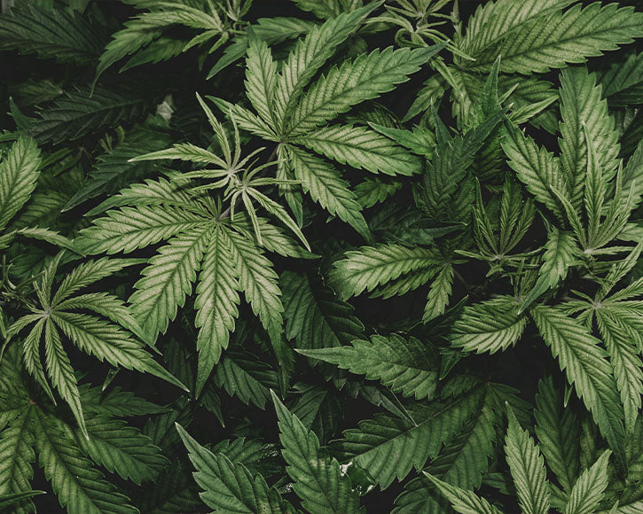 Organic Hemp Seed Oil