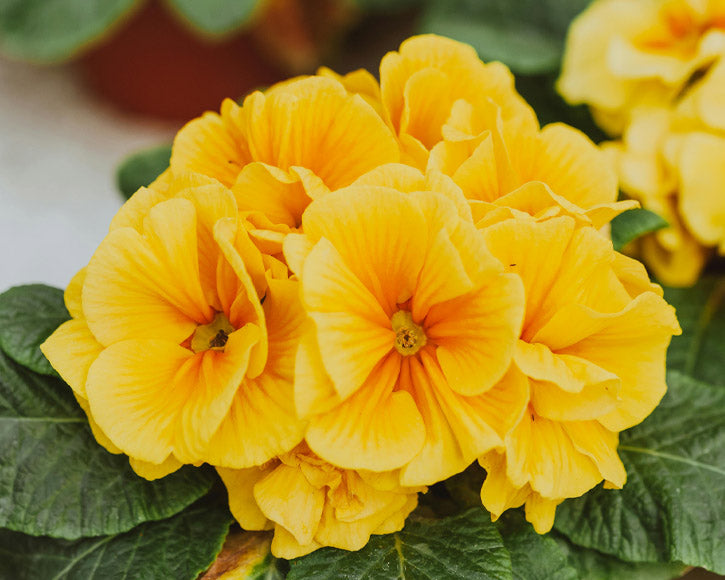 Organic Evening Primrose (Oenothera Biennis) Oil