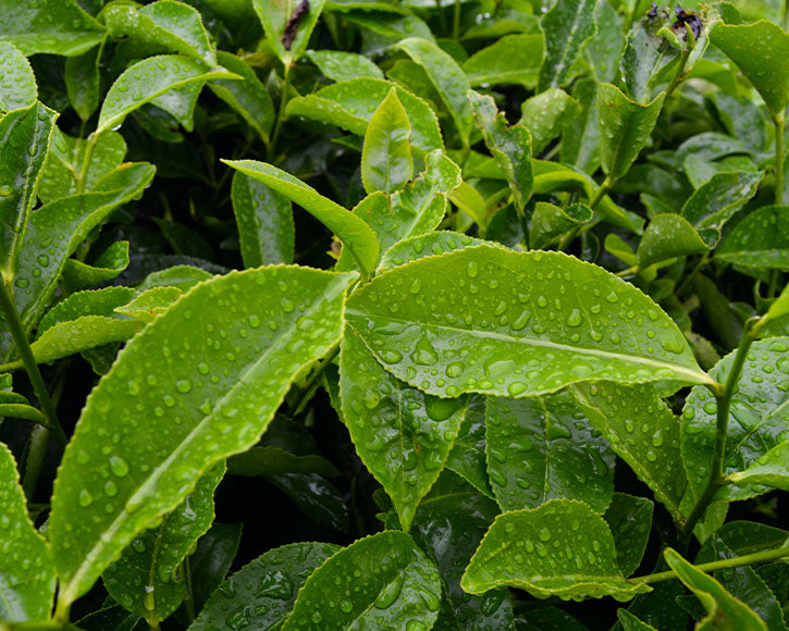 Organic Tea Tree (Melaleuca Alternifolia) Essential Oil