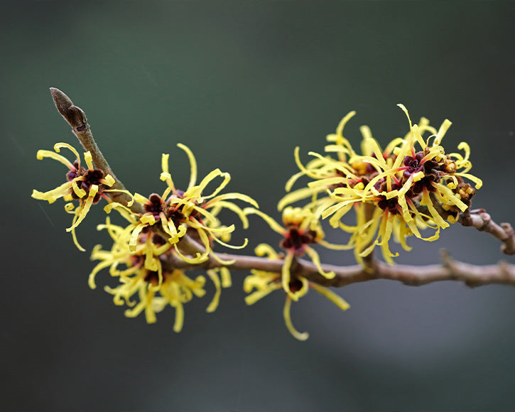 Organic Witch Hazel (Hamamelis Virginiana) Extract