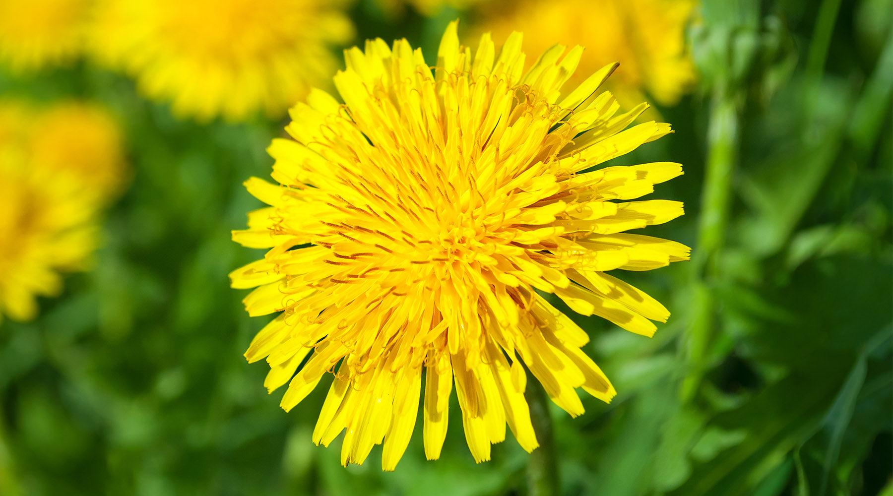 THE WONDERS OF DANDELIONS: BENEFITS FOR SKIN AND OVERALL HEALTH