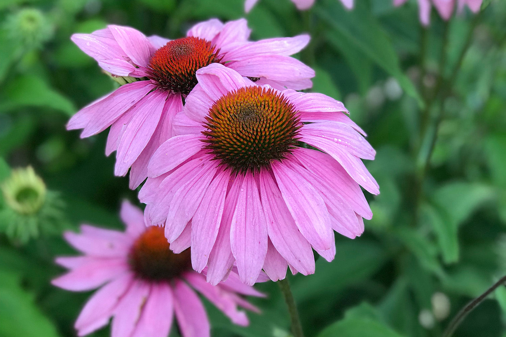 ALL ABOUT ECHINACEA: BENEFITS AND CARE