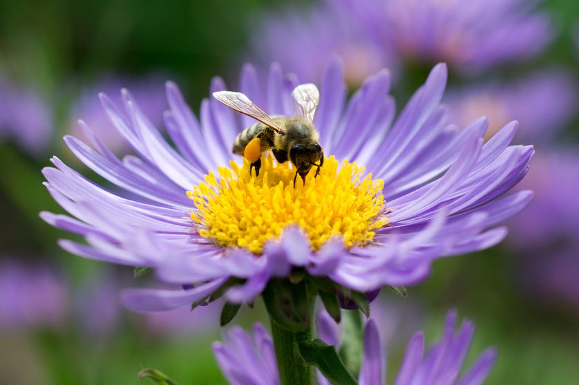 'BEE' Good to Yourself and Your EARTH !!!