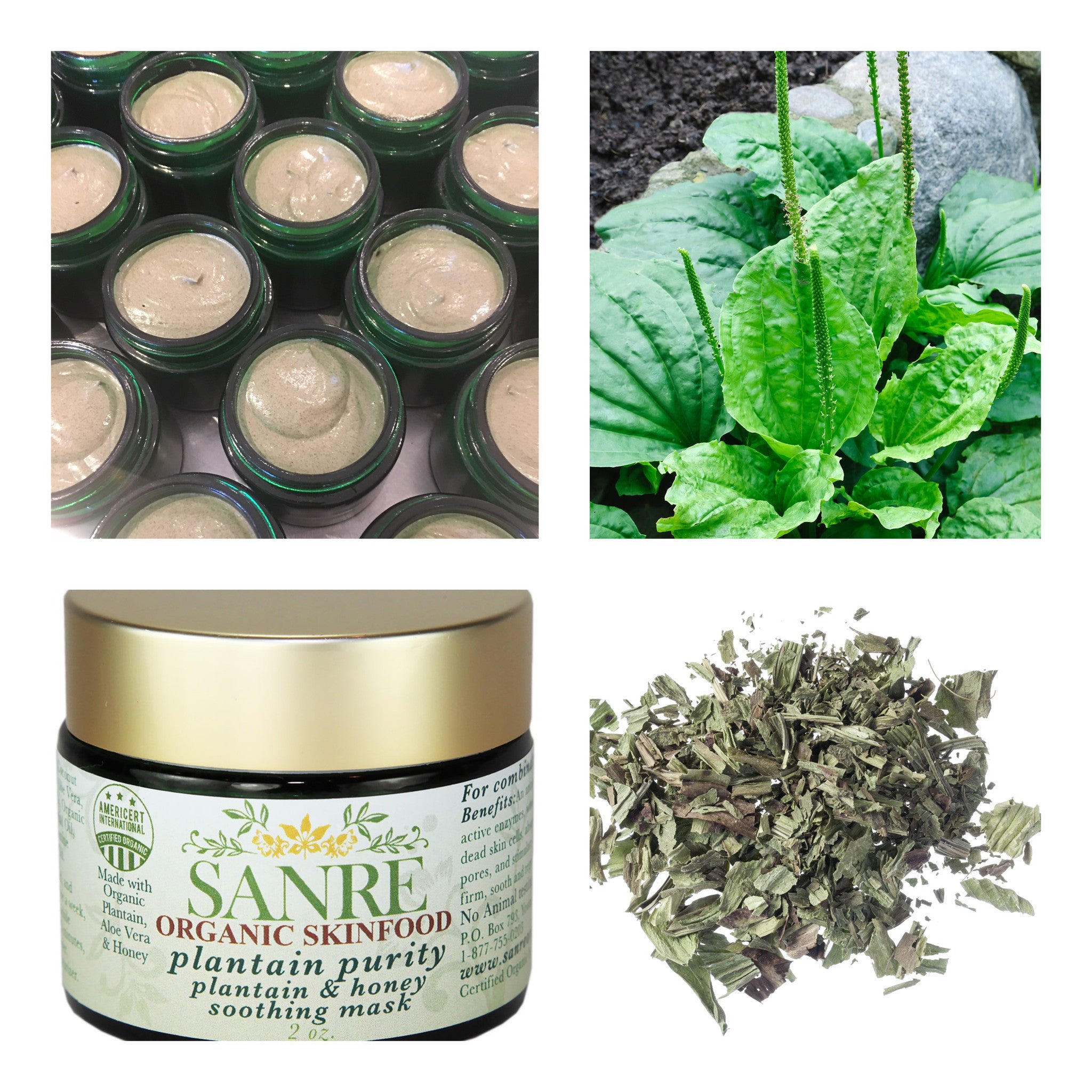 Plantain Purity - Love It !