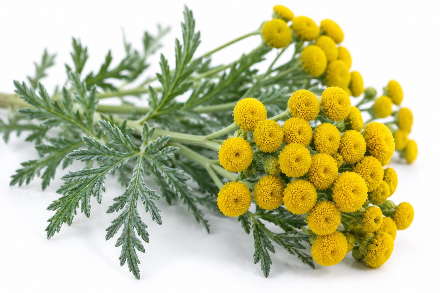 Bakuchiol (Nature’s Retinol)