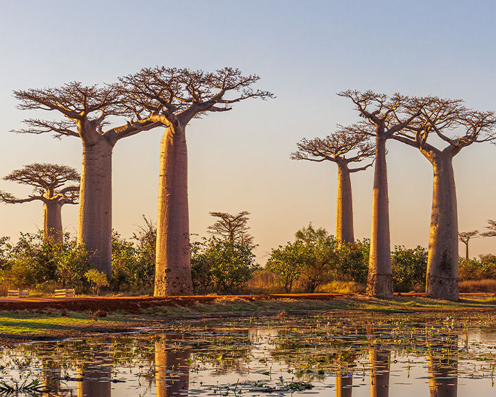 Organic Baobab Oil (Adansonia Digitata)