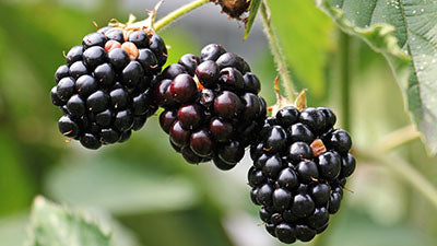 Organic Blackberry (Rubus Iaciniatus) Oil