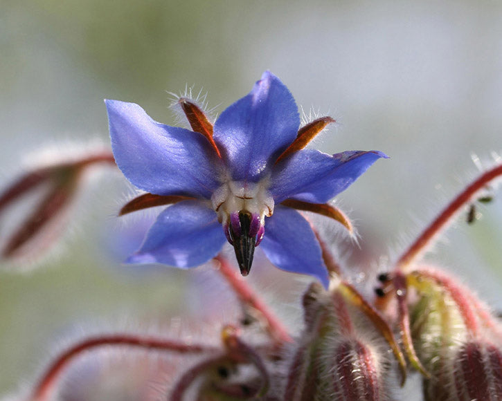 Organic Borage Seed (Borago Officinalis) Oil