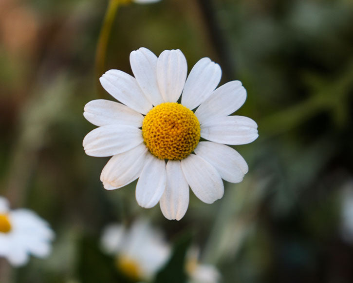 Organic Chamomile (Anthemis Nobilis) Essential Oil