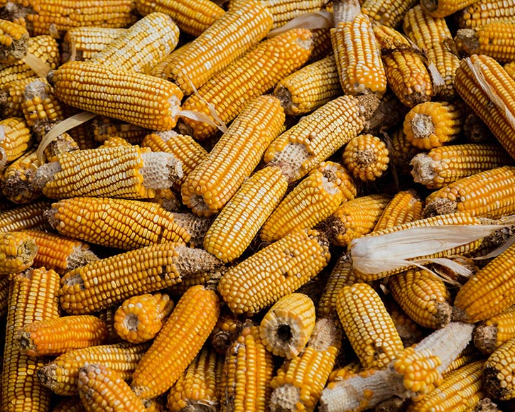 Organic Corn (Zeamaus)