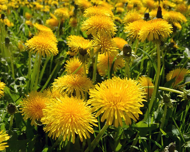 Organic Dandelion Root (Taraxacum Officinale) Extract