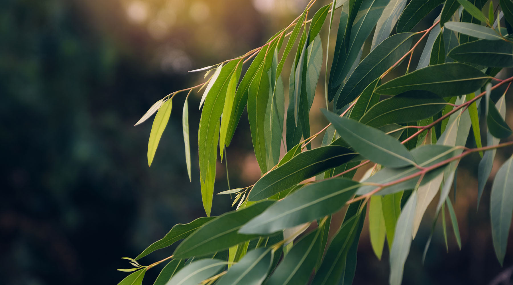 Organic Eucalyptus (Eucalyptus Globulus) Essential Oil