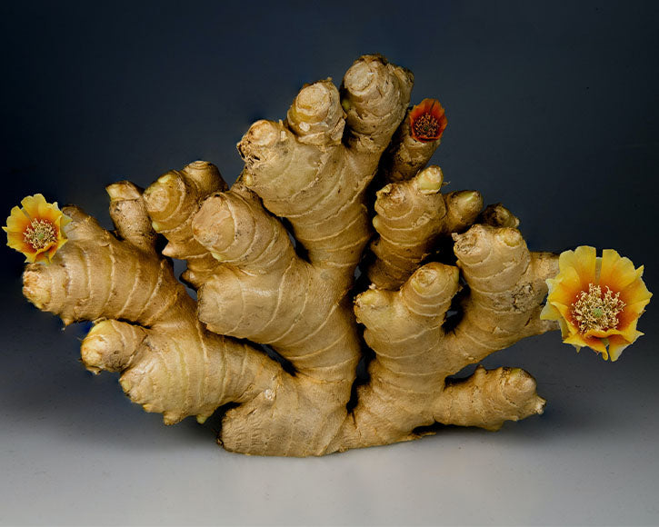 Organic Ginger Extract (Zingiber officinale)