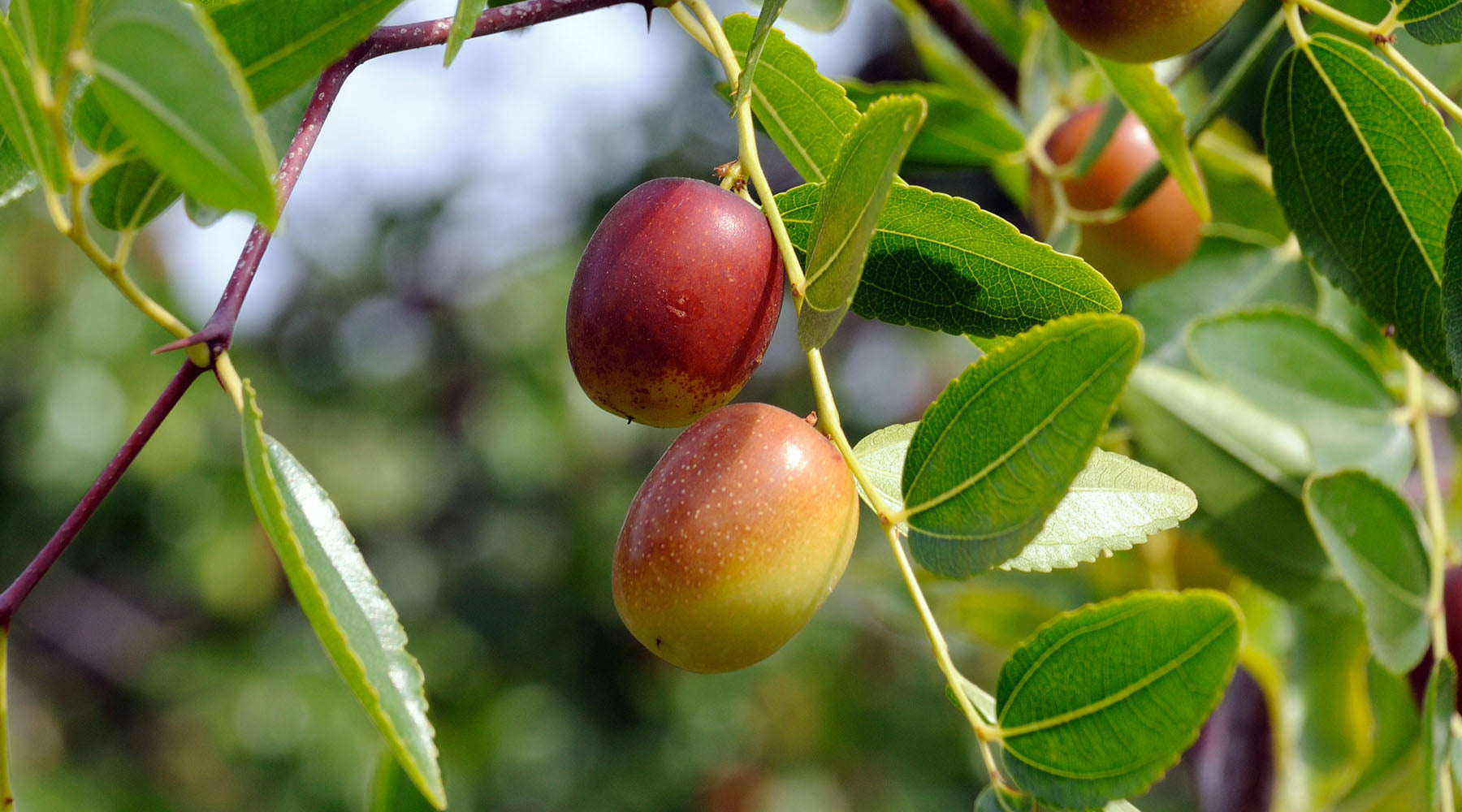 Organic Jojoba Oil (Simmondsia Chinensis)