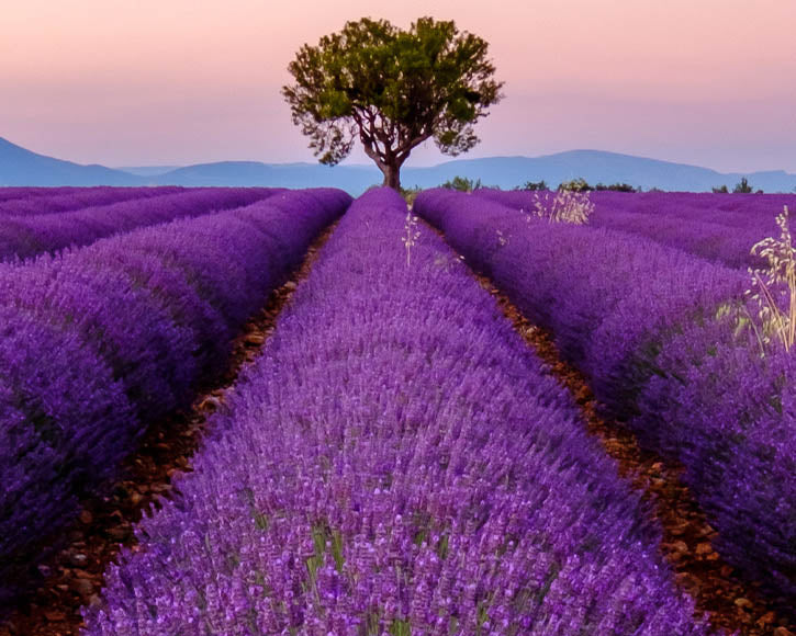 Organic Lavender (Lavendula Angustifolia) Essential Oil