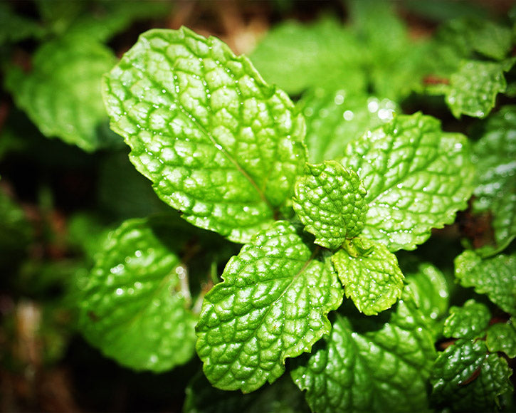 Organic Menthol (Mentha Arvensis) Crystals