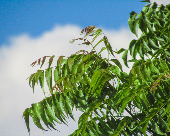 Organic Neem Oil (Azadirachta indica)