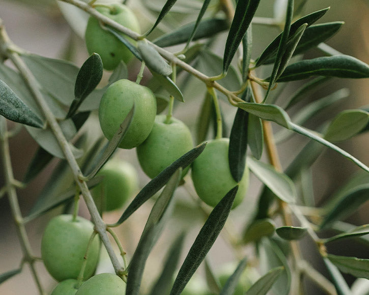 Organic Virgin Olive Oil (Olea europaea)