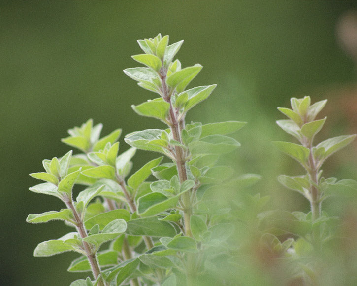 Organic Oregano (Origanum Vulgare) Oil