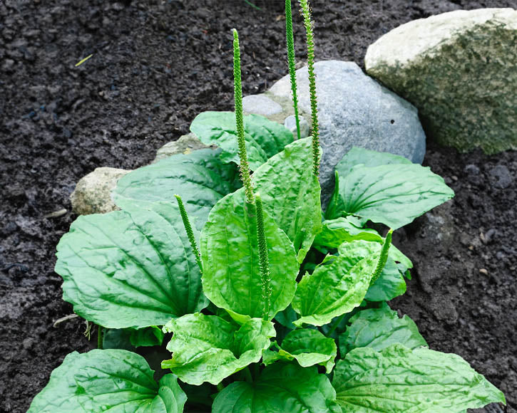 Organic Plantain Oil