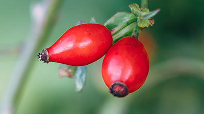 Organic Rosehip Seed Oil (Rosa Cania)