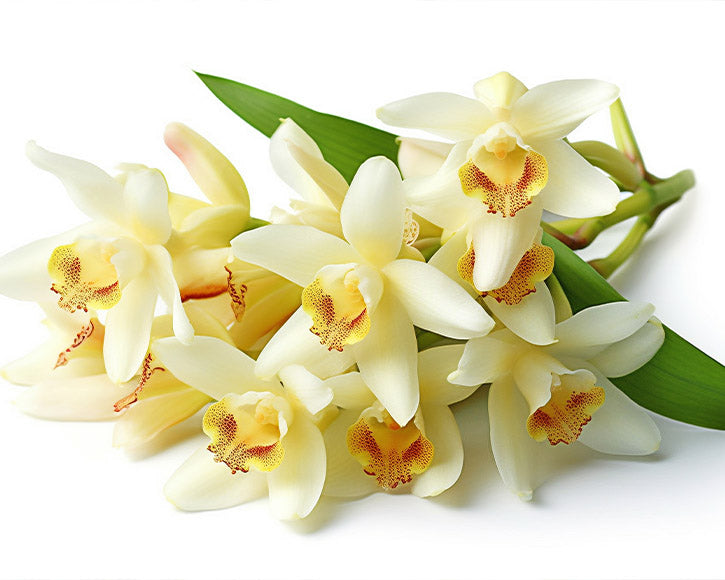 Organic Vanilla (Vanila Plantifolia) Extract &amp; Oil